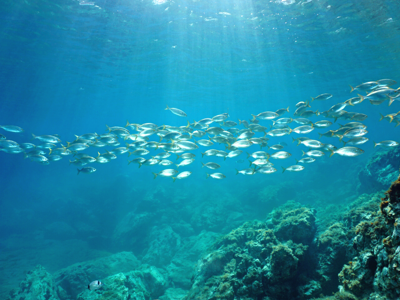 La Gestione Degli Stock Ittici Una Risorsa Da Tutelare HelloFish La Gestione Degli Stock Ittici Una Risorsa Da Tutelare HelloFish
